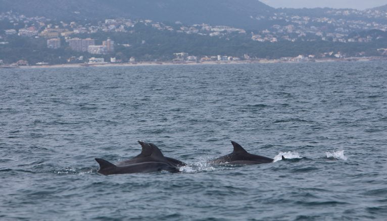 Delfines captados por el equipo de observación marina