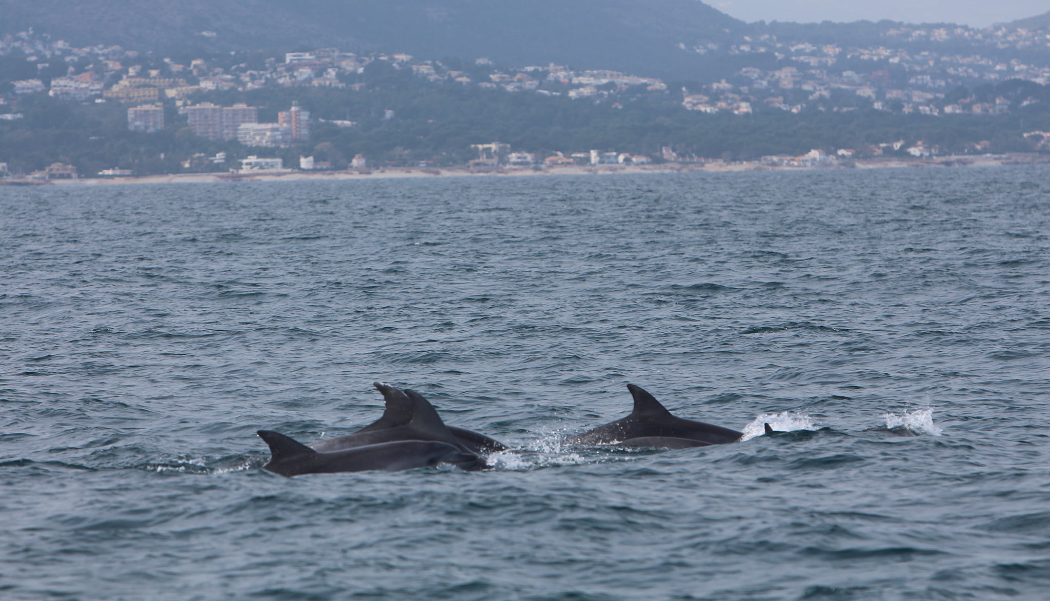 Delfines captados por el equipo de observación marina