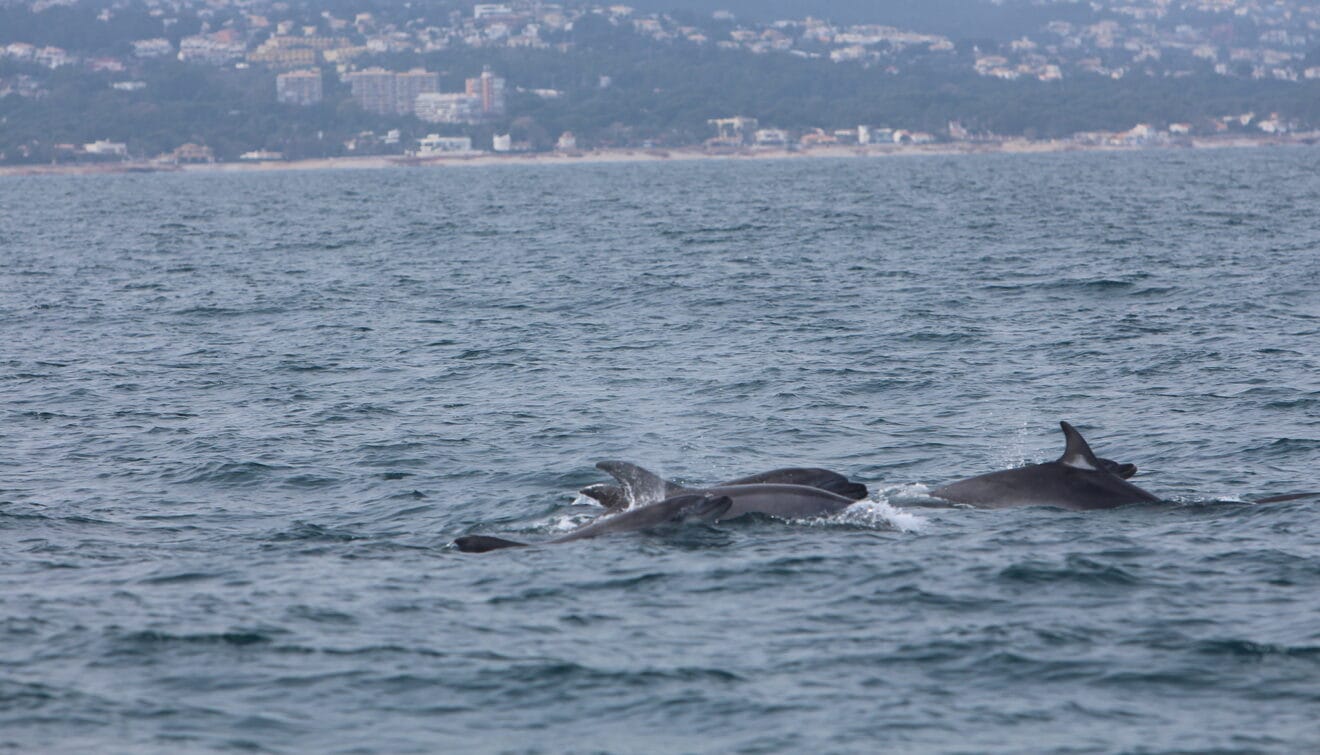 Delfines en Dénia