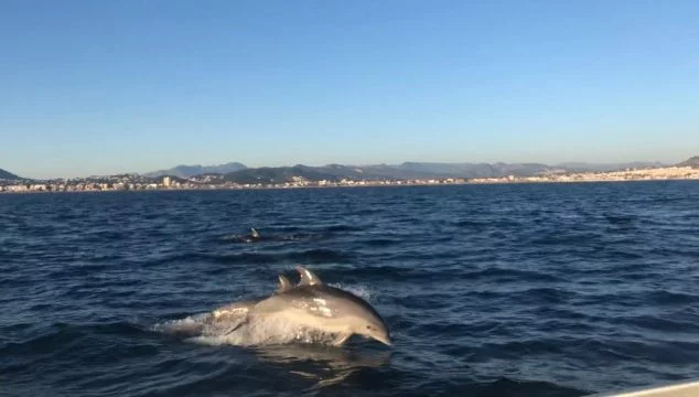 Imagen: Delfines frente a Xàbia | Foto de Sam Kelly