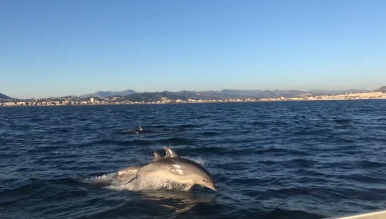 Dolphins in front of Xàbia | Sam Kelly photo