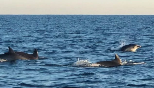 Imagen: Grupo de delfines avistados frente a la comarca | Foto de Sam Kelly