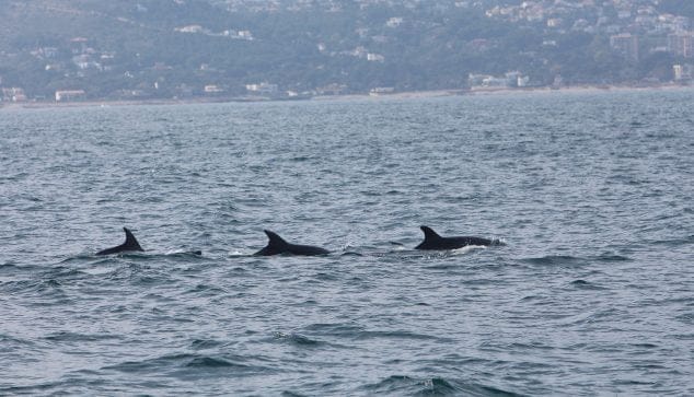 El equipo de observación marina capta la presencia de un grupo de delfines en Dénia 2 Imagen: Grupo de delfines en la costa dianense