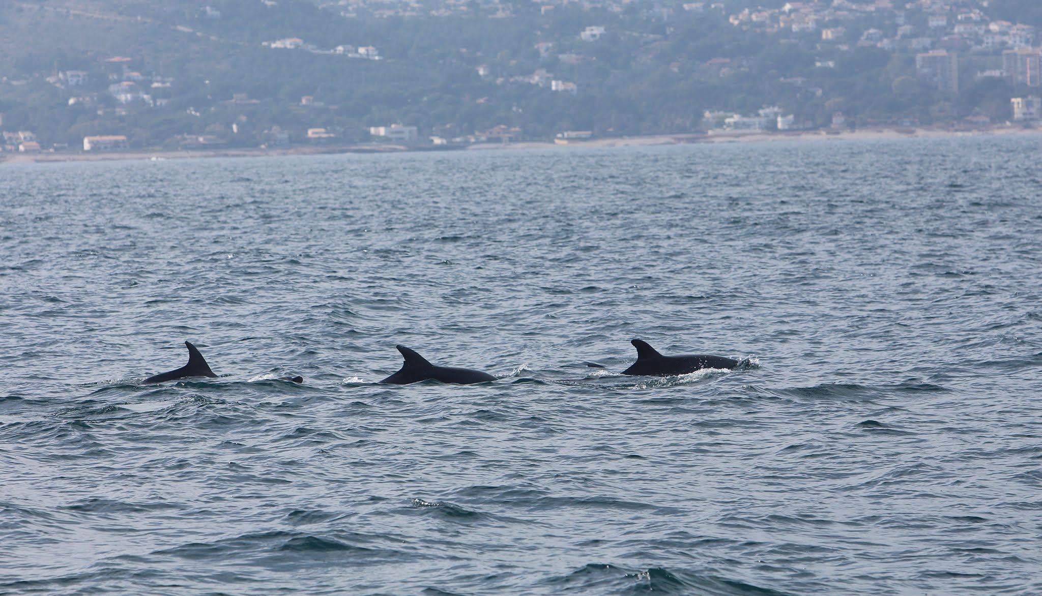 Grupo de delfines en la costa dianense