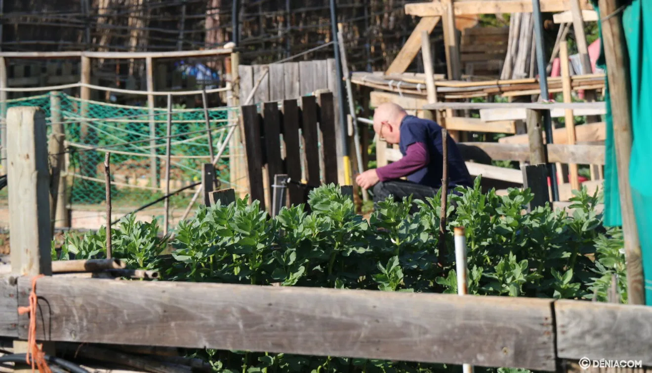 Hombre trabajando en su huerto dianense