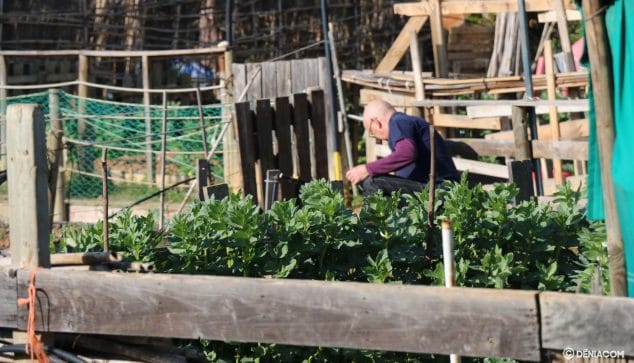 Imagen: Hombre trabajando en su huerto dianense