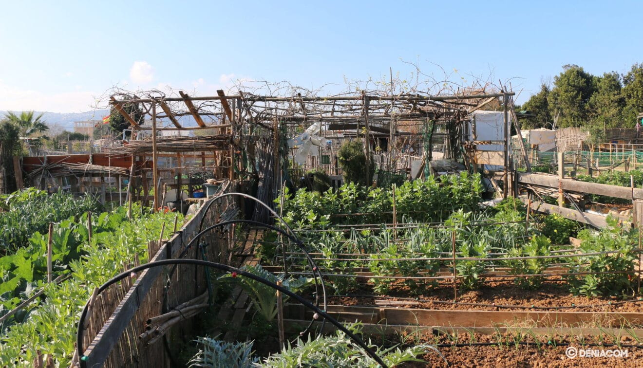 Huerto urbano de Dénia