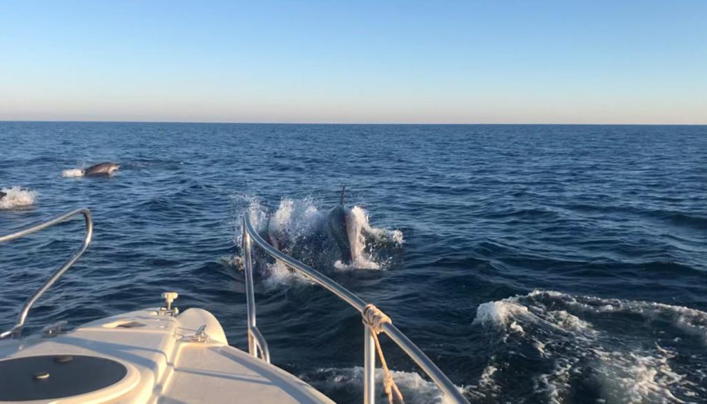 Los delfines persiguen las embarcaciones | Foto de Sam Kelly