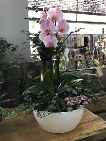 Orquídea rosa – Natura Garden