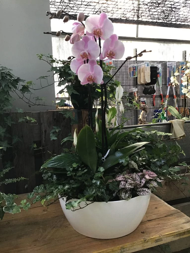 Orquídea rosa - Natura Garden