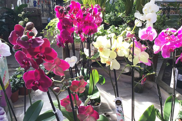 Orquídeas de muchos colores - Natura Garden