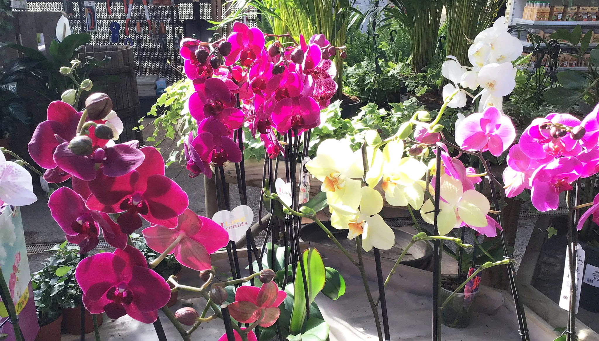 Orquídeas de distintos colores – Natura Garden