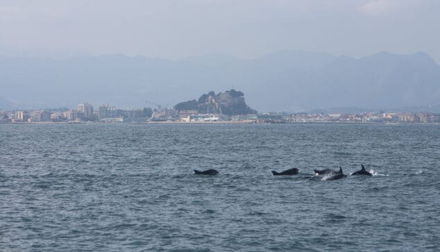 El equipo de observación marina capta la presencia de un grupo de delfines en Dénia 1 Imagen: Resultado del primer muestreo del litoral de 2020