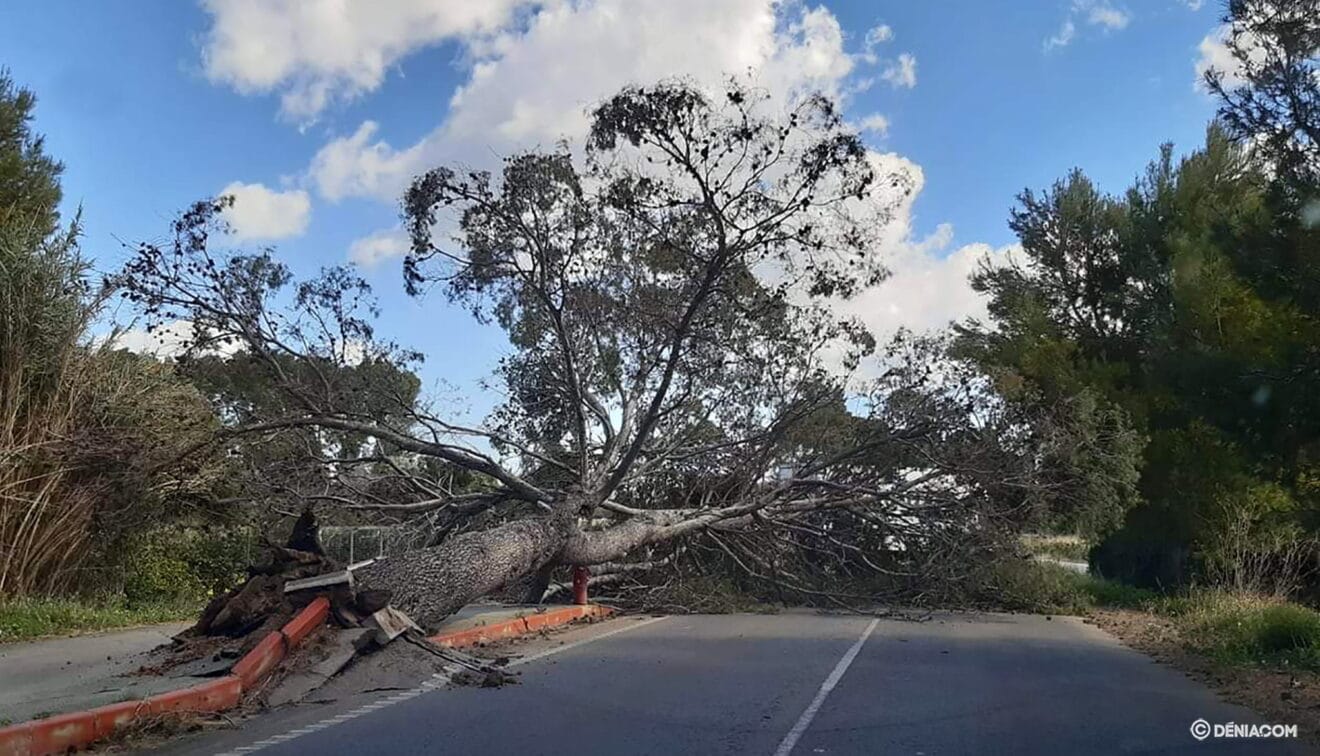 Árbol caído en la carretera de Ondara