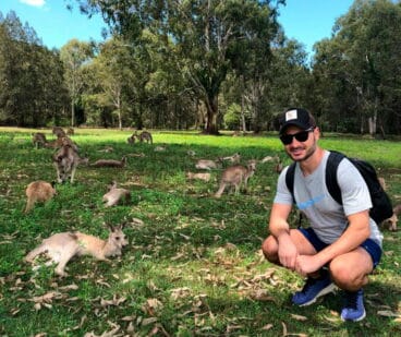 Un emblema en Australia, los canguros