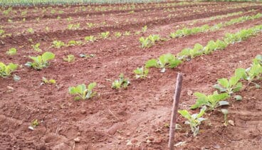 campo de la marina alta