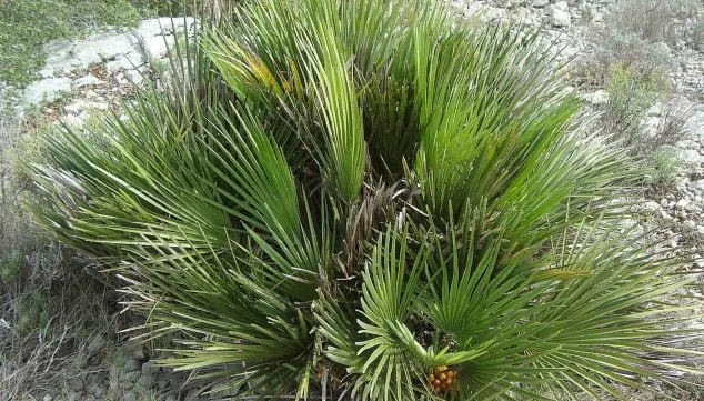Imagen: Palmito (Chamaerops humilis) Fuente: Wikimedia Commons