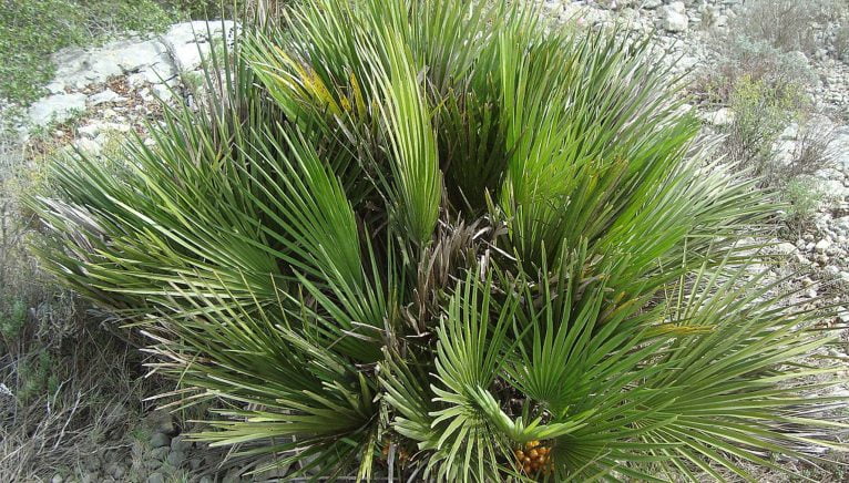 Palmito (Chamaerops humilis) Fuente: Wikimedia Commons