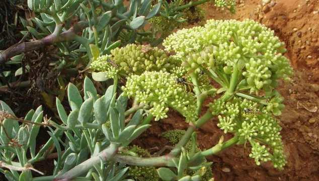 Imagen: Hinojo marino (Crithmum maritimum) Fuente: Wikimedia Commons