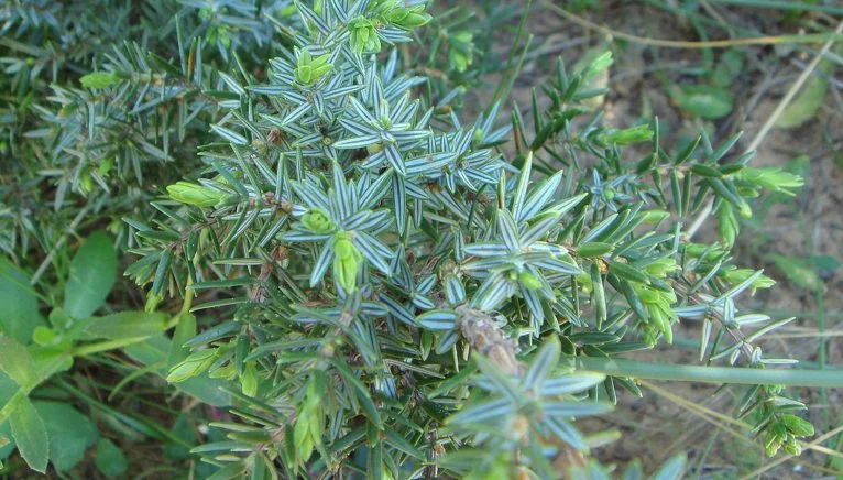 Enebro marino (Juniperus oxycedrus subsp. macrocarpa) Fuente: Wikipedia