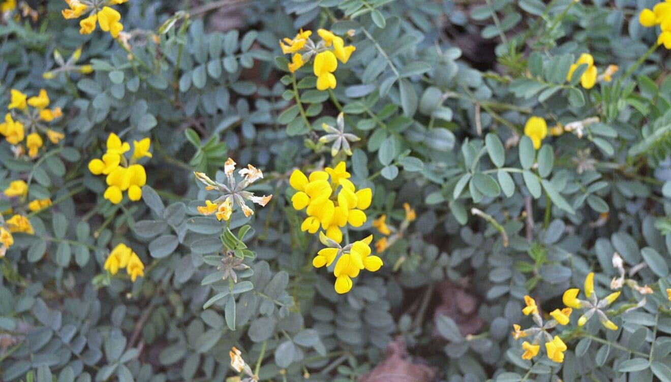 ferradura-valenciana-hippocrepis-valentina