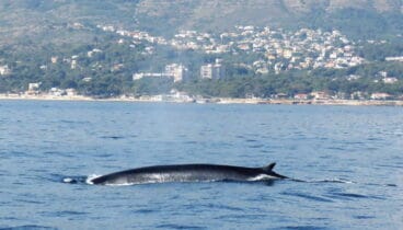 avistamiento de rorcuales en denia