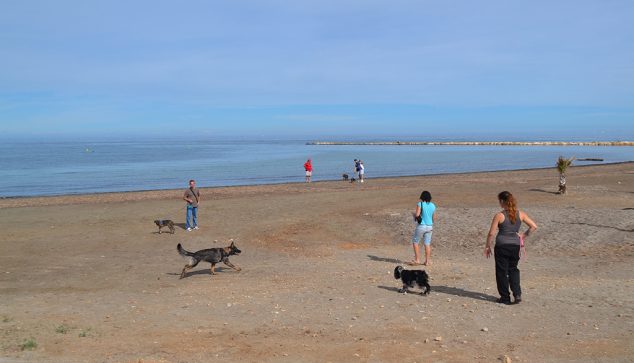 Imagen: Perros en las playas de Dénia