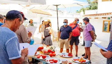 Cata de tomates en Els Magazinos