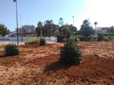 nuevos arboles en el parque bassetes