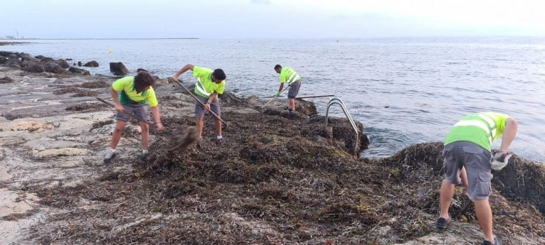 Retirada de algas en las playas de Dénia