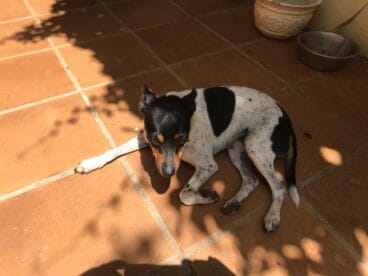 zita la perra encontrada en el interior de un pozo