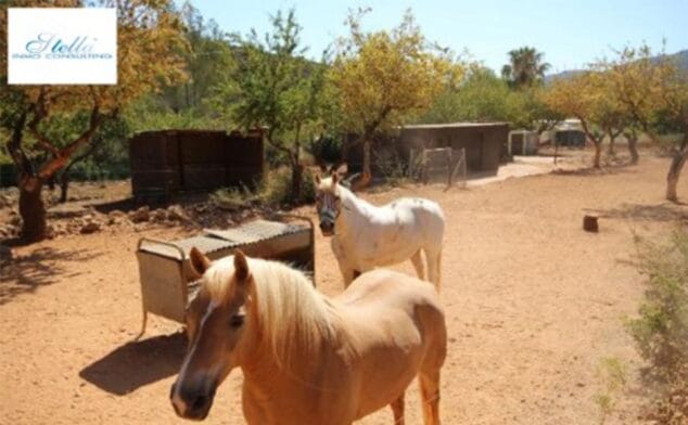 caballos casa de campo lliber venta stella inm consulting