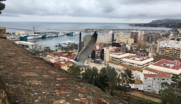 Imagen: Gaviota volando en el castillo de Dénia