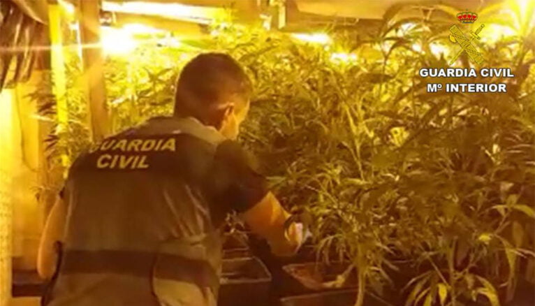 Guardia Civil junto a la plantación de marihuana incautada