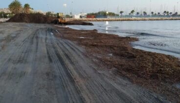 Limpieza de algas en la Marineta Cassiana