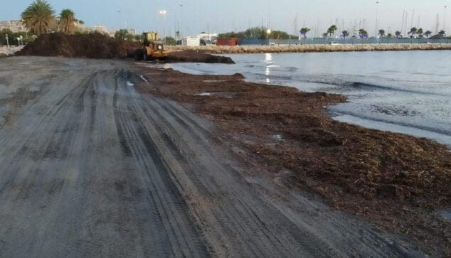 Imagen: Limpieza de algas en la Marineta Cassiana