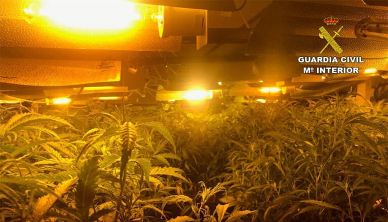 Plantación ilegal de marihuana en Xàbia