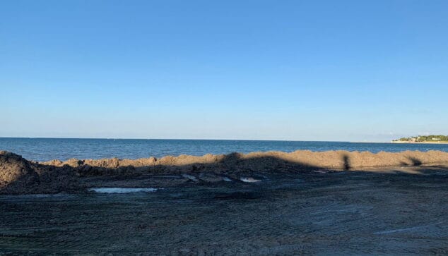 Dénia vuelve a levantar un muro de posidonia para frenar la DANA 1 Imagen: Barrera de posidonia en la Marineta