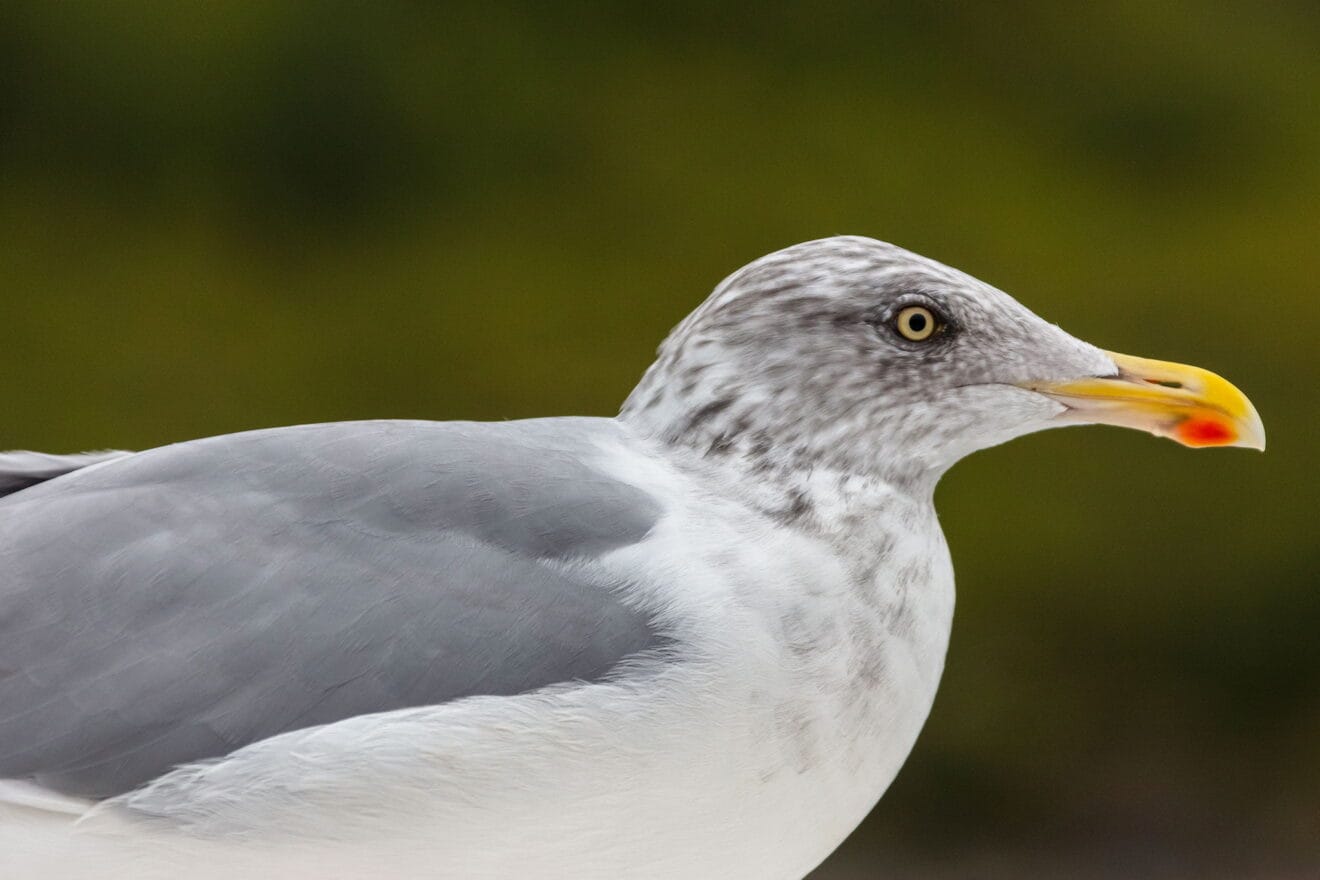 Gaviota argéntea (Fuente: Wikimedia Commons)