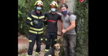 rescate de un pastor aleman en denia