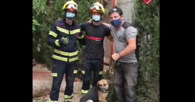 rescate de un pastor aleman en denia