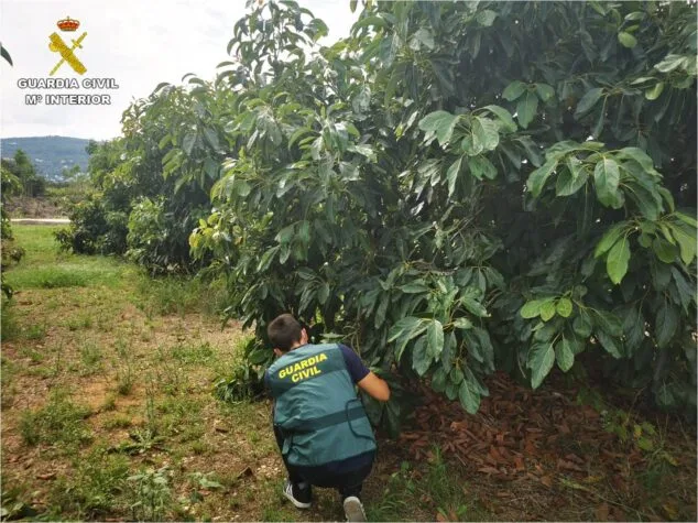 Imagen: Agente del equipo ROCA en uno de los cultivos