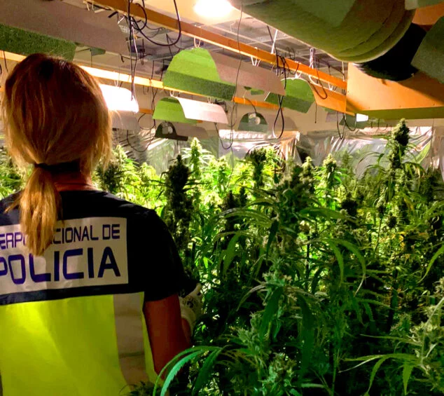 Imagen: Agente frente al cultivo de marihuana
