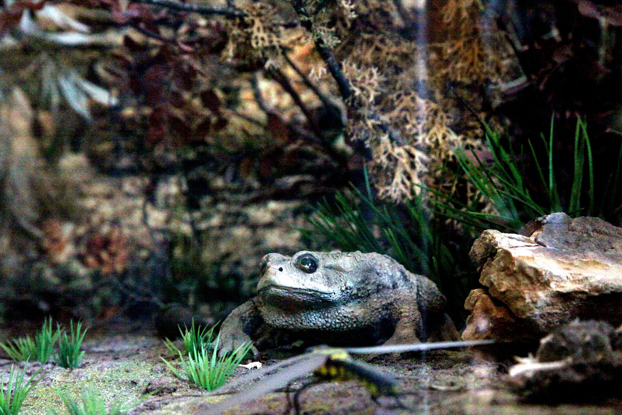 La fauna dentro del ecosistema del Montgó, en el Centre d’Interpretació del Parc Natural