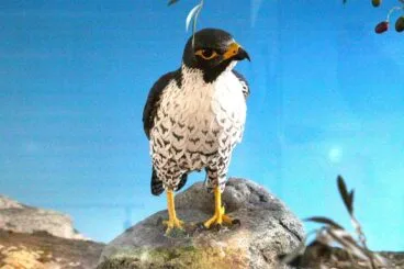 Fauna del Montgó, en la exposición del Centre d’Interpretació del Parc Natural del Montgó