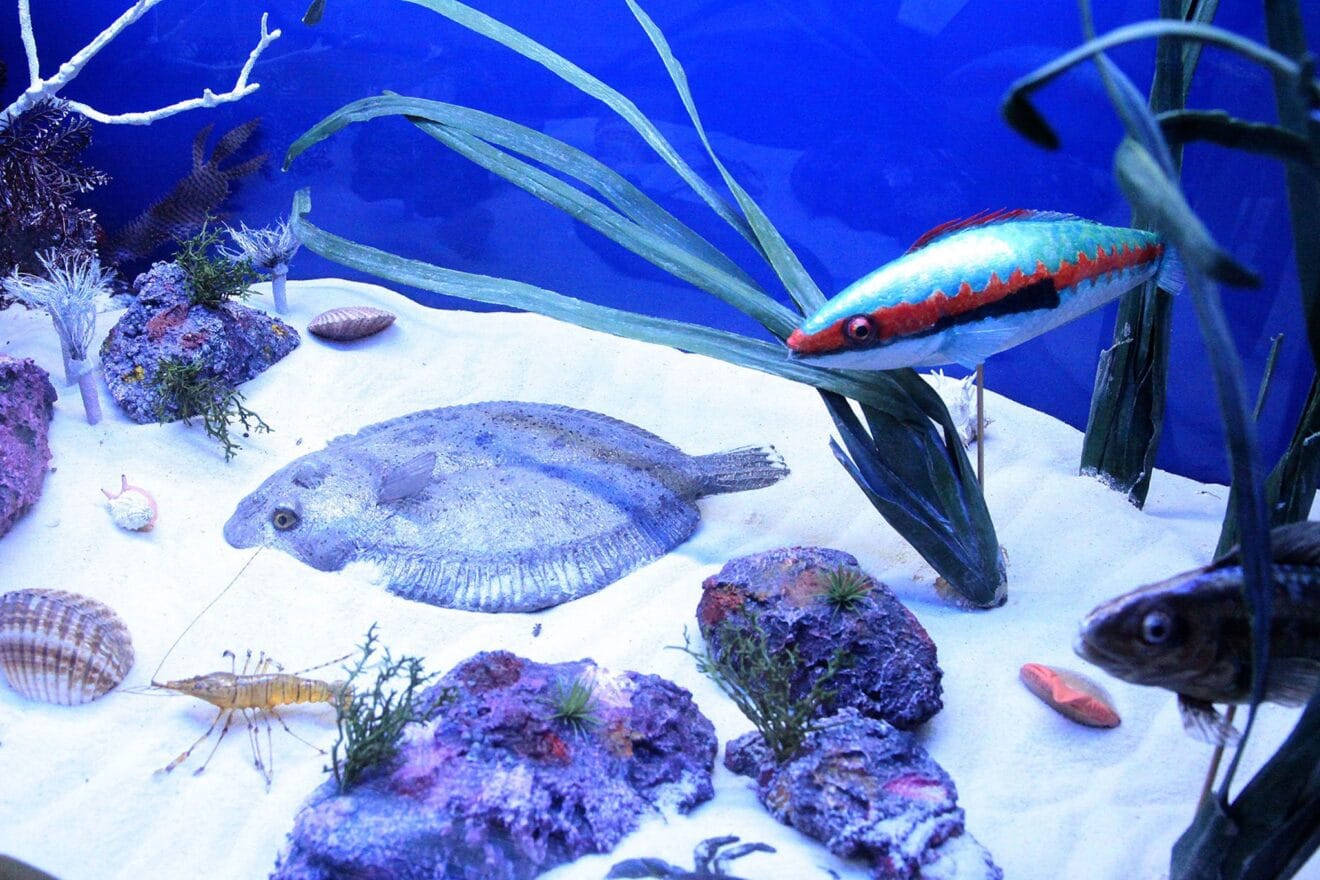 Fauna de la Reserva Marina del Cap de Sant Antoni, perteneciente a la exposición del Centre d'Interpretació del Parc Natural del Montgó