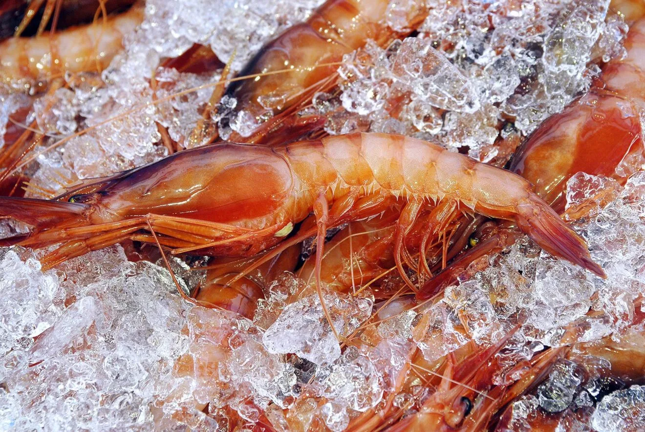 Gamba roja de Dénia - El Faralló
