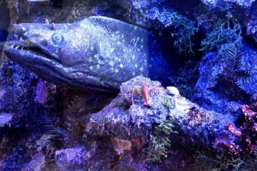 parte exposicion fauna reserva marina cabo san antonio centro de interpretacion parque natural del montgo 1