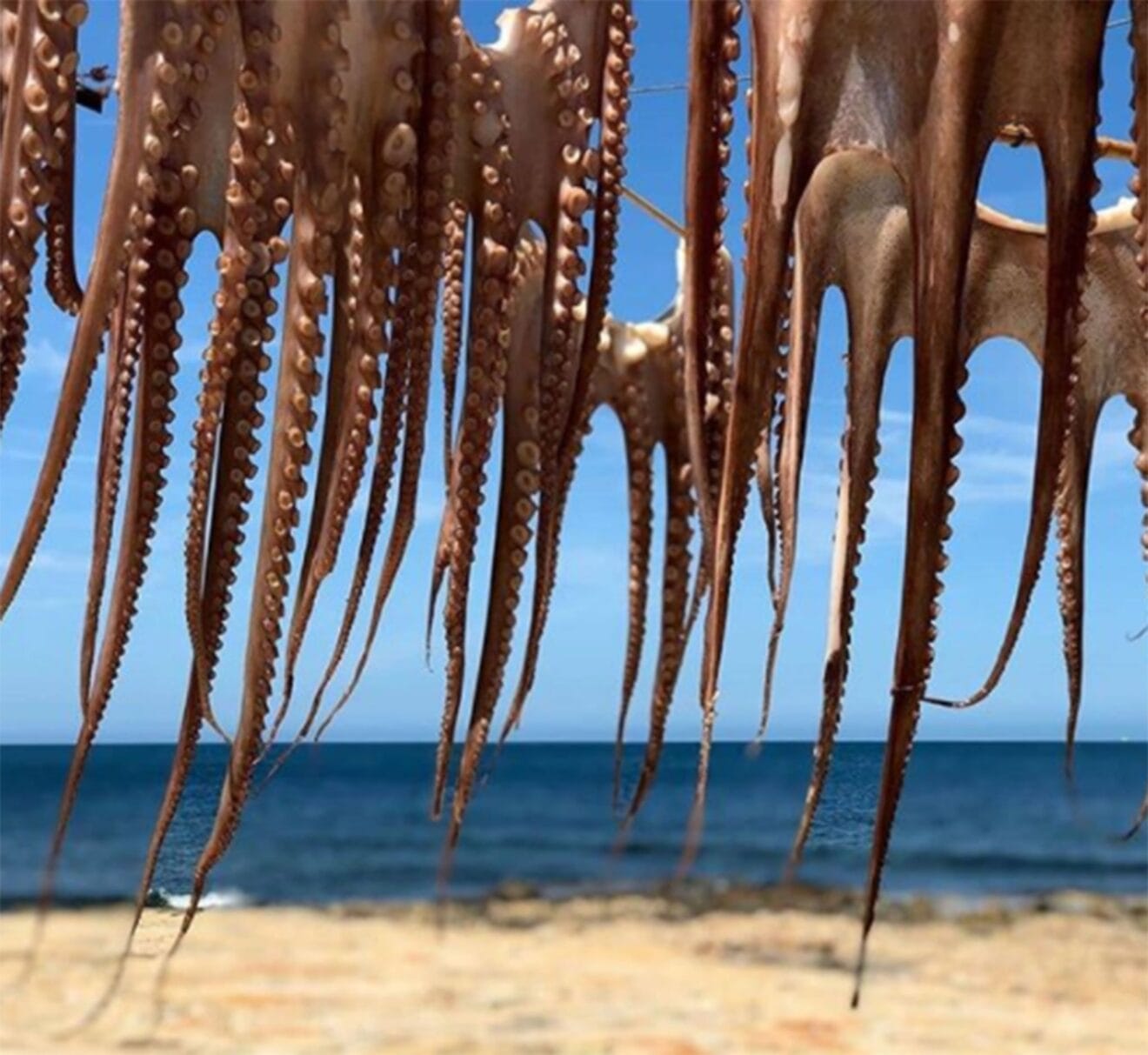 Pulpos secándose al sol (Imagen procedente de las redes sociales de Restaurante Sendra)