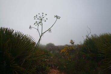 Bruma a primera hora de la mañana en la subida a la Creueta del Montgó
